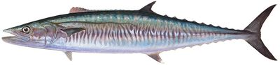Kingfish