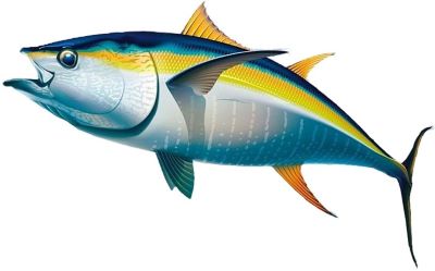 Yellowfin Tuna
