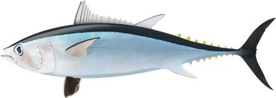 Longtail Tuna