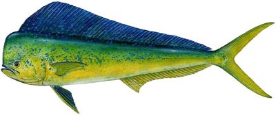 Mahi Mahi (Dorado)