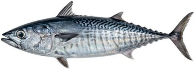 Mackerel Tuna