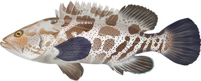 Grouper (Hamour)