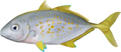 Trevally (Jesh)