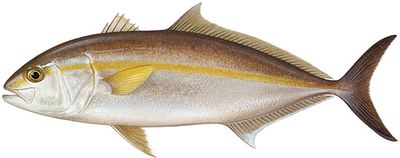 Amberjack
