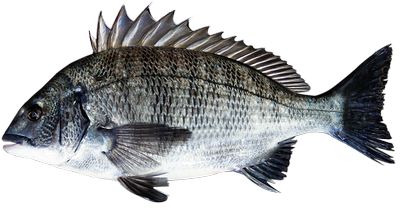 Sea Bream