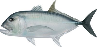 Giant Trevally