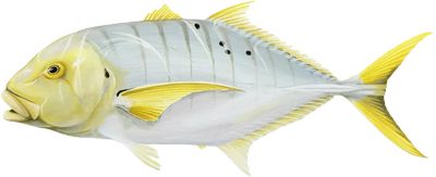 Golden Trevally