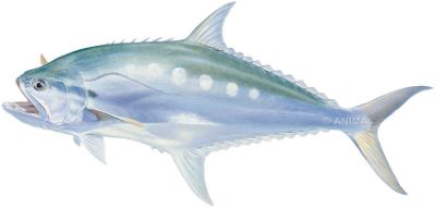 Queenfish