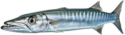 Barracuda