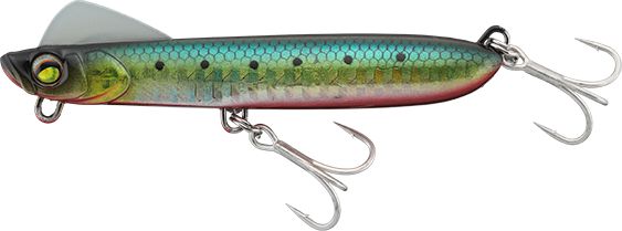 Red Belly Iwashi
