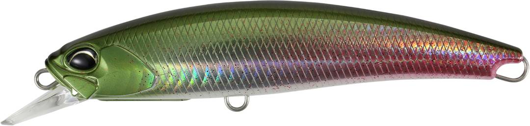 Wild Arapaima