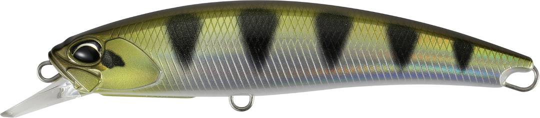 ANA3344 - Archer Fish