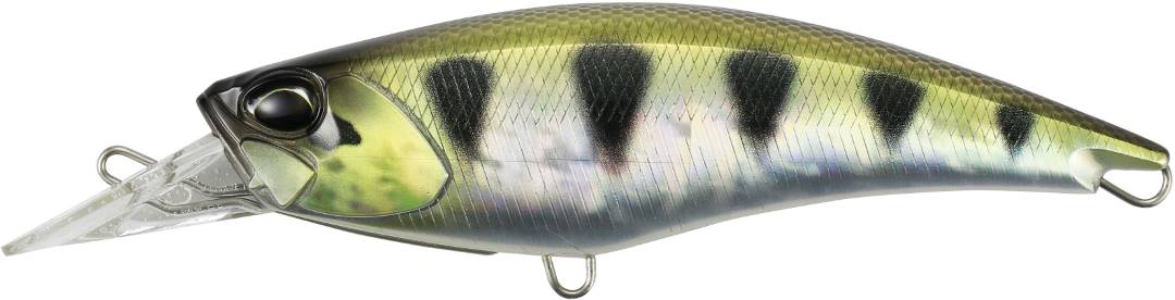 LAA3365 - Archer Fish II